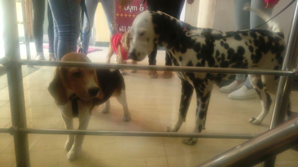 whatsapp-image-2016-11-20-at-12-05-06-pm-3